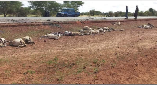 Axe Dahra-Linguère: 55 moutons écrasés par un camion fou