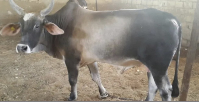 Dakar-Plateau: Les populations privées de bœufs de Tamkharit Dakar-Plateau: Les populations privées de bœufs de Tamkharit