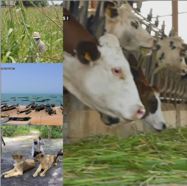 Pour booster l’agriculture et l’élevage à Kaolack: Plus de 180 milliards de Fcfa dégagés Pour booster l’agriculture et l’élevage à Kaolack: Plus de 180 milliards de Fcfa dégagés