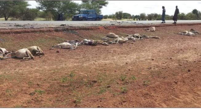 43 moutons tués dans un accident: le chauffeur condamné à 6 mois de prison ferme