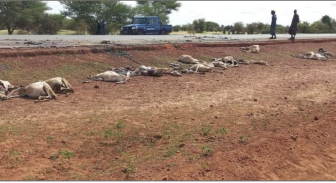 43 moutons tués dans un accident: le chauffeur condamné à 6 mois de prison ferme 43 moutons tués dans un accident: le chauffeur condamné à 6 mois de prison ferme