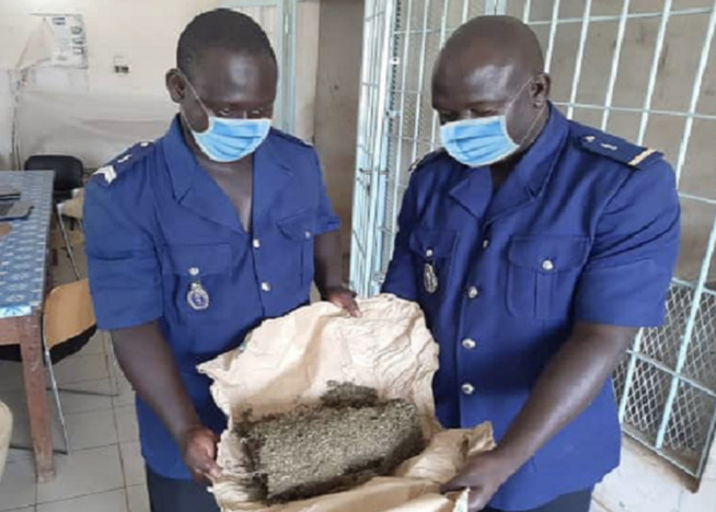 Trafic de drogue à Mbour et à Kédougou : 190 kg de drogue saisis par la brigade de la gendarmerie de Joal