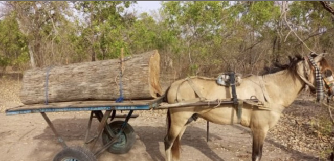 Saisie de bois: Cinq trafiquants forestiers sous mandat de dépôt Saisie de bois: Cinq trafiquants forestiers sous mandat de dépôt