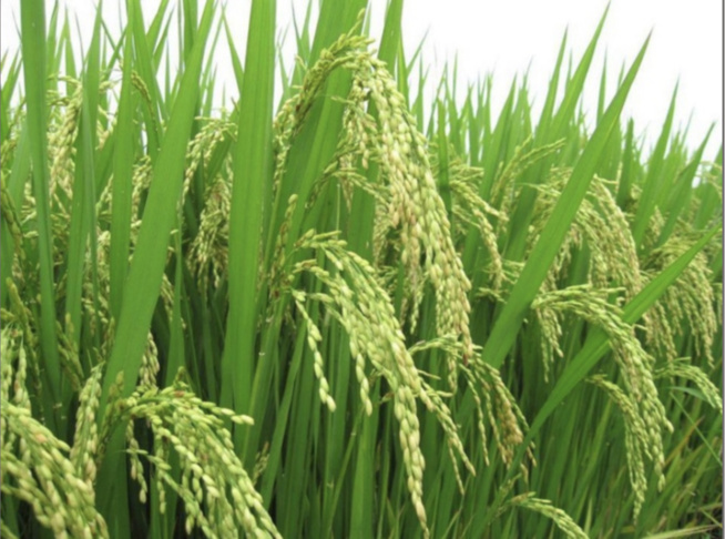 Développement de la riziculture dans la région de Fatick : Les producteurs tendent la main à l'Etat