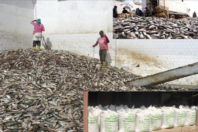 Gestion des pêcheries de petits pélagiques : L’exportation et les usines de farine de poisson constituent un frein Gestion des pêcheries de petits pélagiques : L’exportation et les usines de farine de poisson constituent un frein