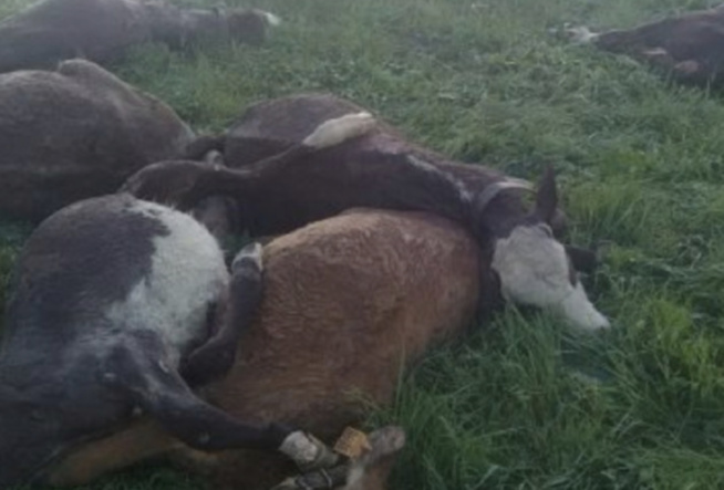 Mauvaise nouvelle pour les éleveurs de Podor : 20 veaux tués par la foudre dans la zone sylvo-pastorale de Loumbi Laobé