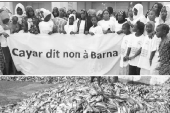 Non respect du code de l’environnement : Cayar dans la rue ce samedi pour dénoncer l’usine de farine de poissons «Barna»