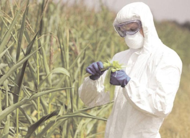 C. Omar Diagne sur les OGM: "C'est une loi criminelle votée par nos députés, on veut faire du Sénégal un laboratoire" C. Omar Diagne sur les OGM: "C'est une loi criminelle votée par nos députés, on veut faire du Sénégal un laboratoire"