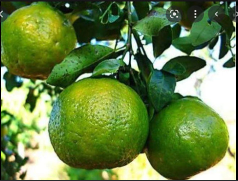 Pikine: Un homme meurt après avoir mangé une mandarine chez son ami Pikine: Un homme meurt après avoir mangé une mandarine chez son ami