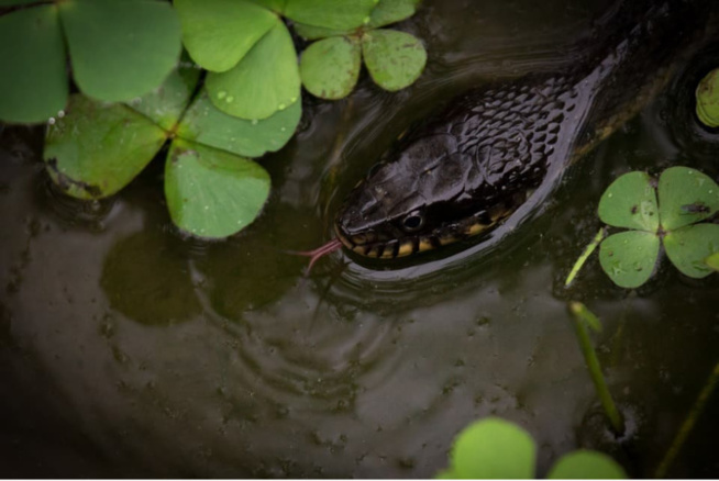 Inondations, menaces de reptiles… Kounoune attend le Plan Orsec