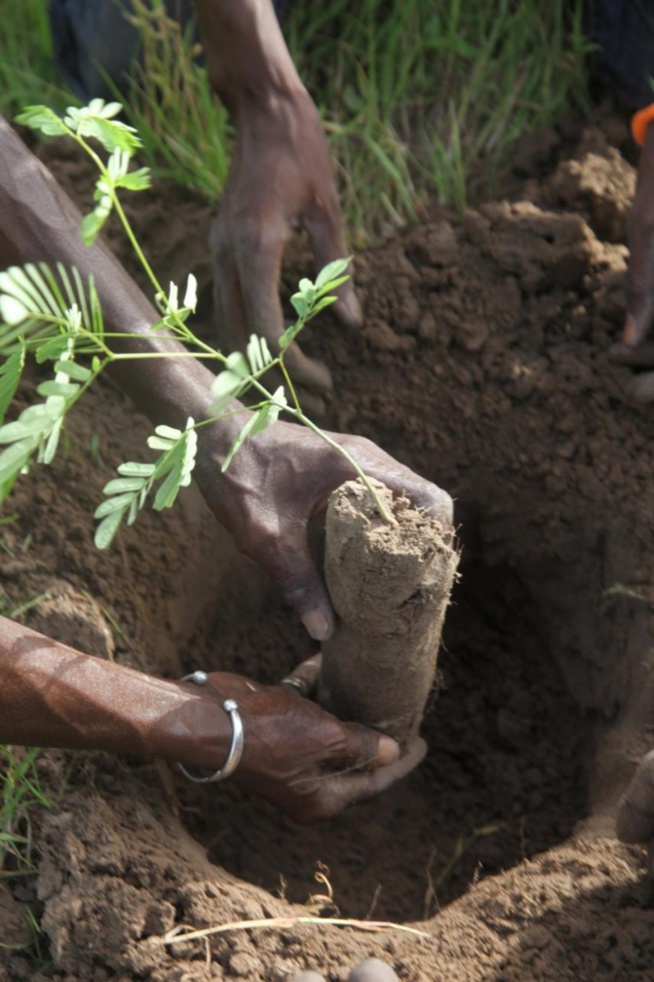 Reboisement: Diass réceptionne un millier de plants Reboisement: Diass réceptionne un millier de plants