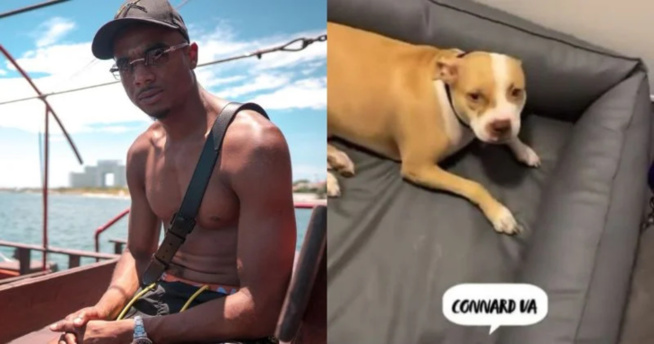 Le rappeur Timal condamné à 6 000 euros d'amende pour avoir frappé son chien Le rappeur Timal condamné à 6 000 euros d'amende pour avoir frappé son chien