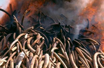 Braconnage: 20.000 éléphants tués en Afrique en 2013
