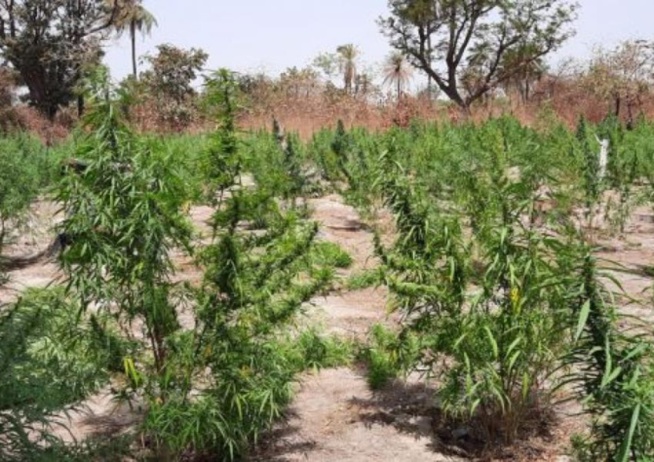 Vélingara: La gendarmerie détruit un champ de chanvre indien Vélingara: La gendarmerie détruit un champ de chanvre indien