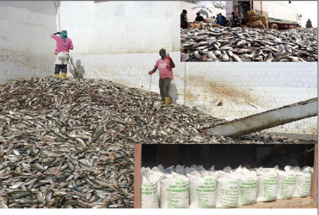 Abdoulaye Diouf de l’institut universitaire de pêche et d’aquaculture tranche le débat : Les usines de farine de poisson, «un mal nécessaire» Abdoulaye Diouf de l’institut universitaire de pêche et d’aquaculture tranche le débat : Les usines de farine de poisson, «un mal nécessaire»