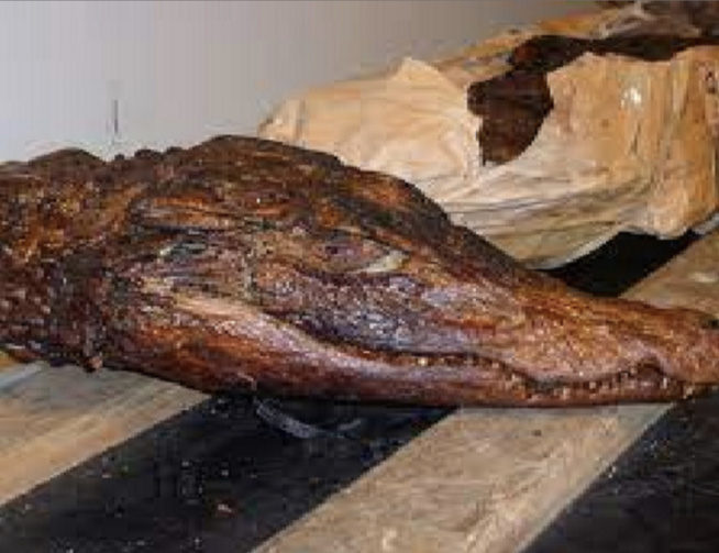 Opération de la Direction des Parcs nationaux de Tambacounda : Saisie de viande de crocodile et de peaux de léopards