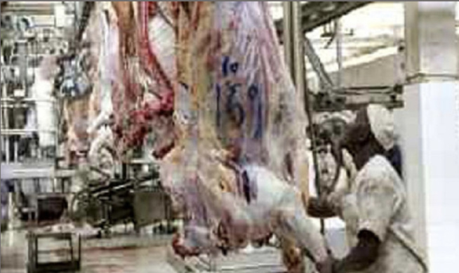 Pêche, agriculture et élevage en grève: Les vétérinaires contrôleurs accusent leur directeur d'avoir autorisé l'abattage…sans contrôle Pêche, agriculture et élevage en grève: Les vétérinaires contrôleurs accusent leur directeur d'avoir autorisé l'abattage…sans contrôle