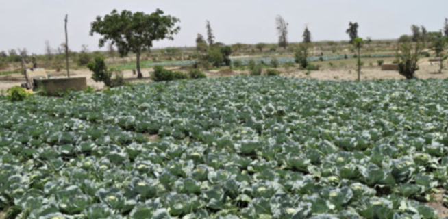 Diender: L’agriculture biologique prend ses marques Diender: L’agriculture biologique prend ses marques