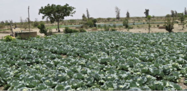 Diender: L’agriculture biologique prend ses marques