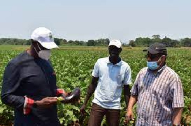 Exploitation du potentiel du continent : Club Afrique développement plaide pour l’agro-business Exploitation du potentiel du continent : Club Afrique développement plaide pour l’agro-business