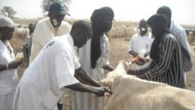 En soutien aux agents issus du secteur primaire: Les vétérinaires privés du Sénégal ferment boutique ce vendredi, de 8h à 15h En soutien aux agents issus du secteur primaire: Les vétérinaires privés du Sénégal ferment boutique ce vendredi, de 8h à 15h