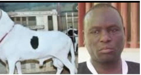 Associations de malfaiteurs et vol en réunion: Les voleurs de moutons de Boy Kaïré encourent 20 ans de travaux forcés Associations de malfaiteurs et vol en réunion: Les voleurs de moutons de Boy Kaïré encourent 20 ans de travaux forcés