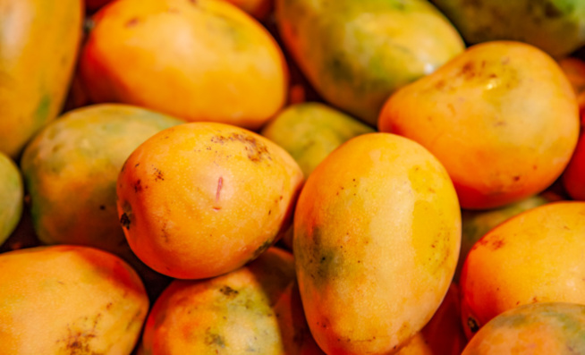 Infection de la mangue sénégalaise : L’Europe menace de fermer ses frontières Infection de la mangue sénégalaise : L’Europe menace de fermer ses frontières