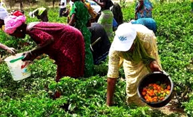 Agriculture : les dernières pluies peuvent endommager les récoltes, selon un opérateur privé Agriculture : les dernières pluies peuvent endommager les récoltes, selon un opérateur privé