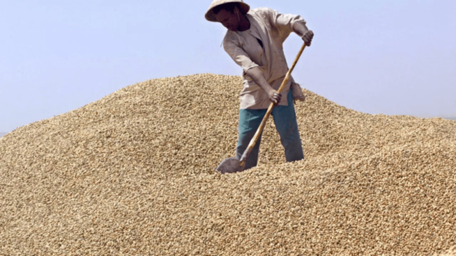 Kaolack - campagne de commercialisation arachidière La FNOSP/t étale ses incertitudes Kaolack - campagne de commercialisation arachidière La FNOSP/t étale ses incertitudes