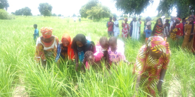 KOLDA : pluies en octobre… risque sur les cultures et les récoltes…inquiétude des producteurs… KOLDA : pluies en octobre… risque sur les cultures et les récoltes…inquiétude des producteurs…