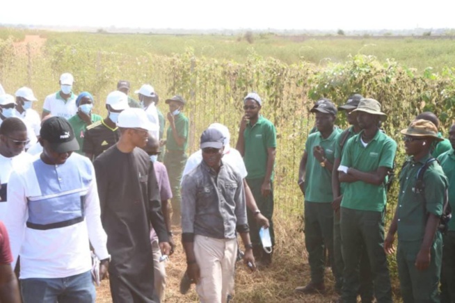Reboisement de l'autoroute Ila Touba : Alioune Ndoye lance les travaux de préparation des sols pour la plantation de 42 500 arbres. Reboisement de l'autoroute Ila Touba : Alioune Ndoye lance les travaux de préparation des sols pour la plantation de 42 500 arbres.