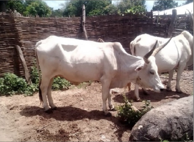 Kaffrine / Affaire des 675 millions FCfa de l’Etat offerts pour l’achat de géniteurs bovins : La fédération « Aynaabe Sénégal Tampi » crie sa désolation Kaffrine / Affaire des 675 millions FCfa de l’Etat offerts pour l’achat de géniteurs bovins : La fédération « Aynaabe Sénégal Tampi » crie sa désolation