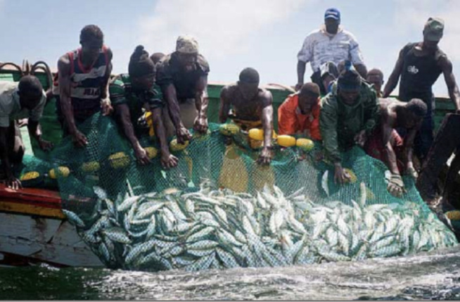 Des industries de la pêche vers un désastre : L’Union patronale des mareyeurs exportateurs du Sénégal, alerte et joue la médiation Des industries de la pêche vers un désastre : L’Union patronale des mareyeurs exportateurs du Sénégal, alerte et joue la médiation