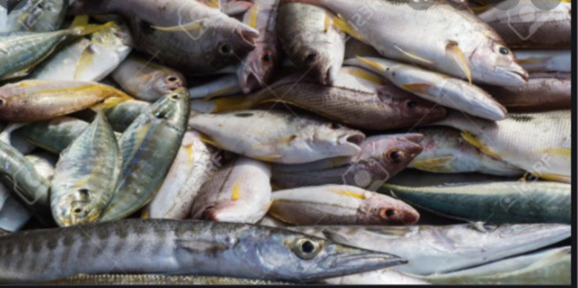 Raréfaction du poisson à Cayar Raréfaction du poisson à Cayar