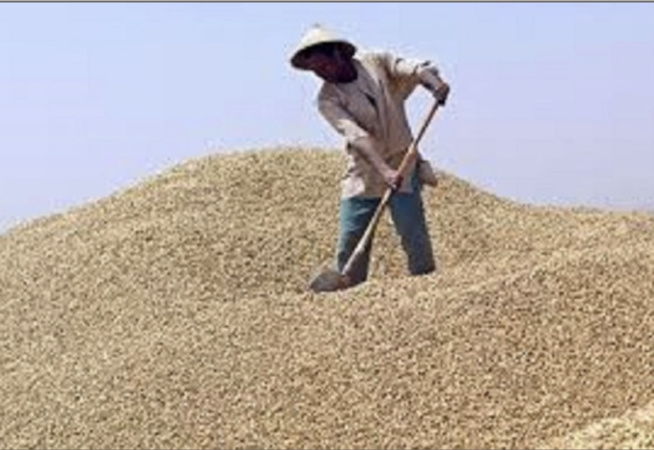 Hausse de 25 FCfa : Cheikh Tidiane Cissé trouve dérisoire le prix de l’arachide Hausse de 25 FCfa : Cheikh Tidiane Cissé trouve dérisoire le prix de l’arachide