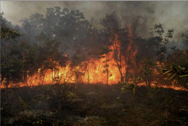 Matam / Feux de brousse dans le Ferlo : Les flammes du mal Matam / Feux de brousse dans le Ferlo : Les flammes du mal
