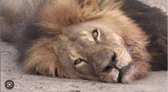 Criminalité faunique : Les braconniers de Diana écopent de 3 mois de prison Criminalité faunique : Les braconniers de Diana écopent de 3 mois de prison