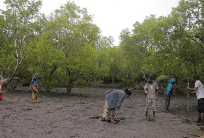 COP27 : L’Afrique demande plus d’argent pour la compensation carbone COP27 : L’Afrique demande plus d’argent pour la compensation carbone