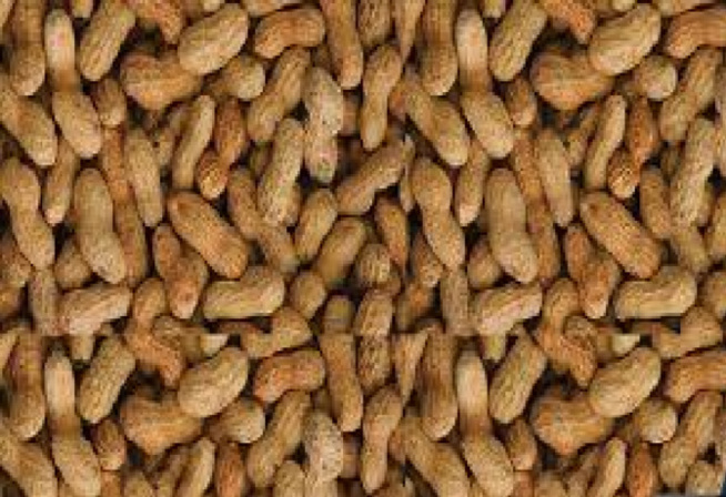 Campagne de commercialisation arachidière : À Kaffrine, « Aar sunu mommel » refuse de vendre ses produits à 275 FCfa le kilo