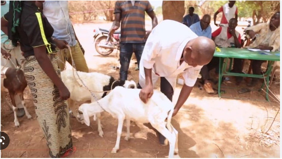 Secteur de l’élevage: La révision des textes de contrôle sanitaire des animaux réclamée Secteur de l’élevage: La révision des textes de contrôle sanitaire des animaux réclamée