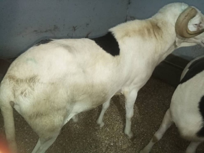 Après le vol de 14 moutons Laadoum d’un « Mbacké-Mbacké » : Birame Bâ sera édifié sur son sort jeudi prochain Après le vol de 14 moutons Laadoum d’un « Mbacké-Mbacké » : Birame Bâ sera édifié sur son sort jeudi prochain