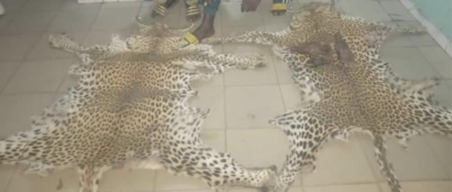 Une bande de braconniers arrêtée à Kédougou Une bande de braconniers arrêtée à Kédougou