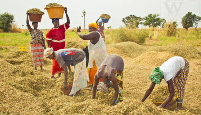 Revue annuelle conjointe 2022 : La production agricole a baissé de 29,8 milliards FCfa en 2021