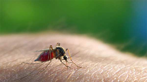 Kaolack :le paludisme fait des ravages !