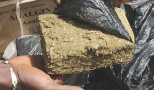 Chanvre indien : Un Bissau-guinéen arrêté avec 20 plants et 88 cornets à Tivaoune Peulh