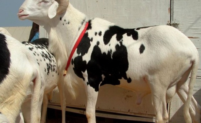 Les professionnels du bétail précisent: « Il n’y aura pas de pénurie de moutons pour la Tabaski » Les professionnels du bétail précisent: « Il n’y aura pas de pénurie de moutons pour la Tabaski »