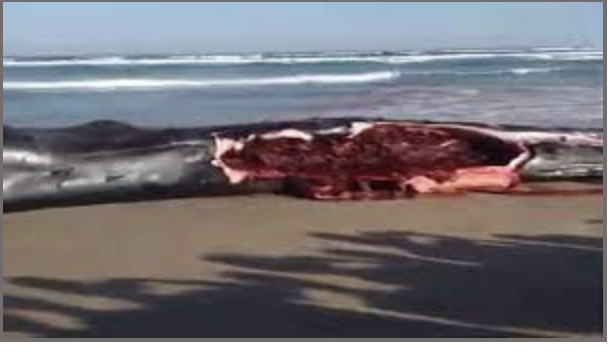 Plage de Diamalaye : Une baleine échouée sert de repas aux riverains Plage de Diamalaye : Une baleine échouée sert de repas aux riverains
