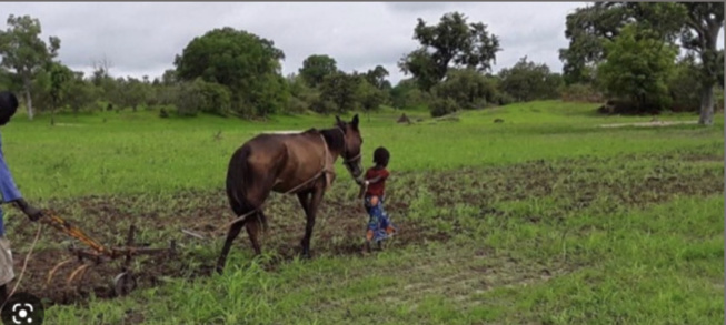 Promotion de l’agroécologie au Sénégal: Les mille et une difficultés pour faire du secteur un pilier du tissu économique Promotion de l’agroécologie au Sénégal: Les mille et une difficultés pour faire du secteur un pilier du tissu économique