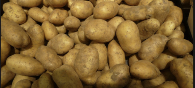 Vente de pommes de terre impropres à la consommation entre Pikine et Keur Massar: Deux individus placés en garde-à -vue Vente de pommes de terre impropres à la consommation entre Pikine et Keur Massar: Deux individus placés en garde-à -vue