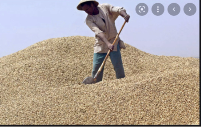 Arachide : Des acteurs dénoncent les opérateurs étrangers Arachide : Des acteurs dénoncent les opérateurs étrangers